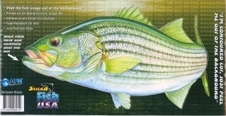 Striped Bass — cover